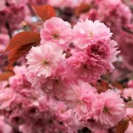 Саженец сакуры Роял Бургунди в контейнере